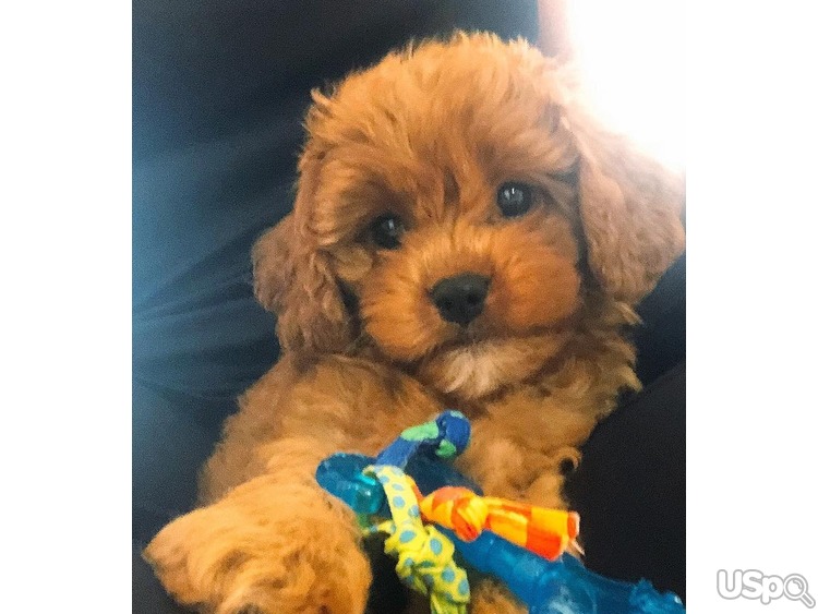 Cavapoo puppy puppies available - Vermont USA