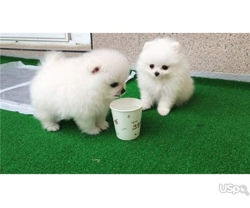 Available Pomerania Puppies