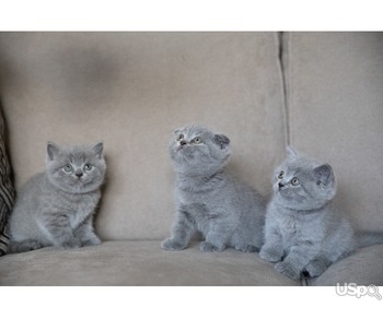 Scottish kittens