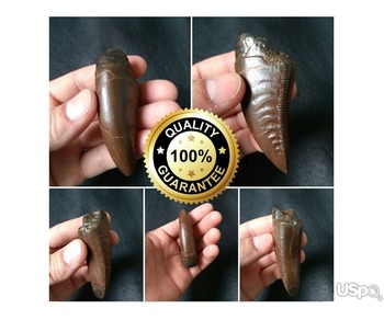 T-Rex Tooth Dinosaur For Sale