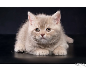 Британские котята - лиловый пятнистый мальчик
