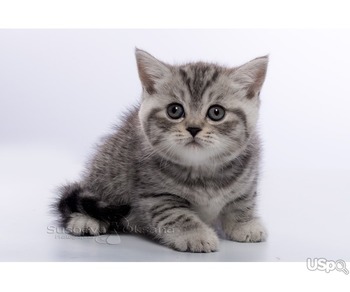 Британские котята - серебристая пятнистая девочка