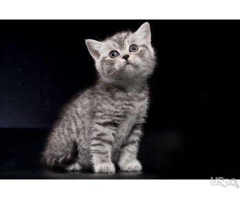 Британские котята - серебристая пятнистая девочка