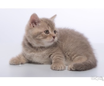 Британские котята - лиловый пятнистый мальчик