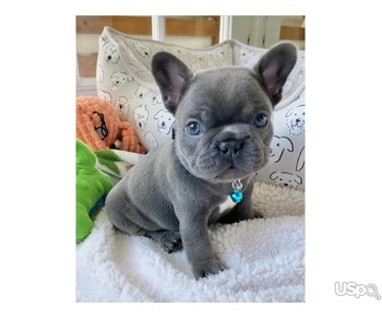 Micro Teacup Puppies for sale | From Top Breeder