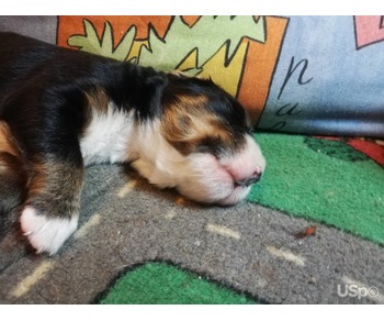 We invite you to meet young puppies of the Bernese Mountain Dog