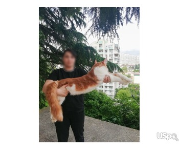 Котенок мейн-кун из питомника в России