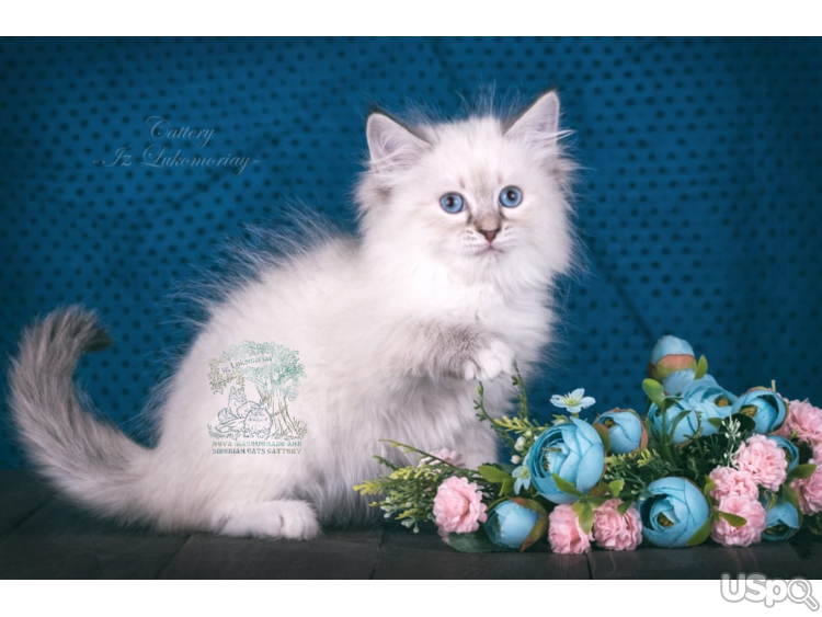 elite Siberian kittens from the top cattery
