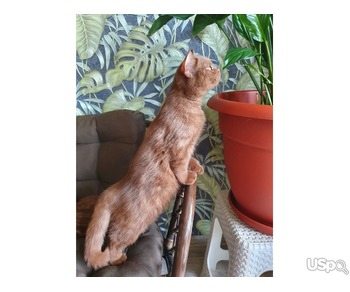 Британский циннамоновый кот
