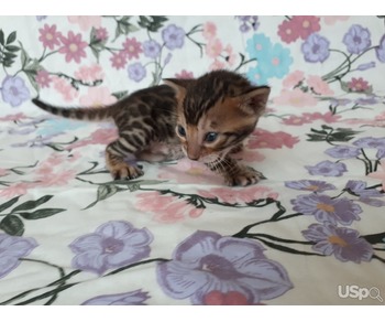 Sending purebred kittens from Russia to the USA