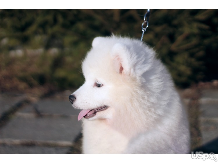Samoyed puppy FCI