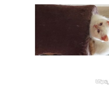 BRITISH kittens for sale