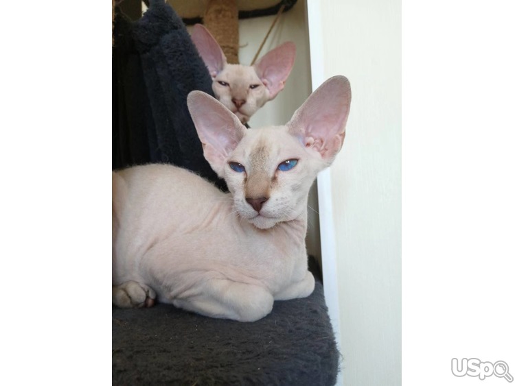 male Peterbald