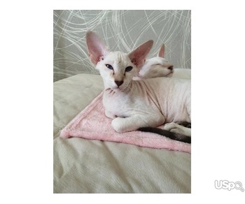 male Peterbald