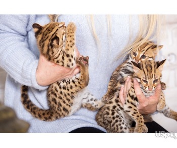 Asian leopard cat
