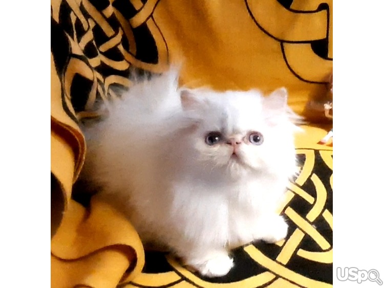Котята персидские. Чистокровные.