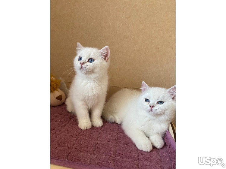blue-eyed kittens.