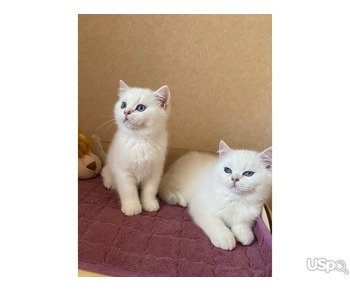 blue-eyed kittens.