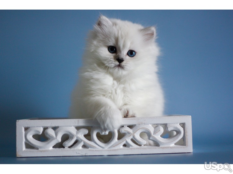 British Longhair kitten with blue eyes
