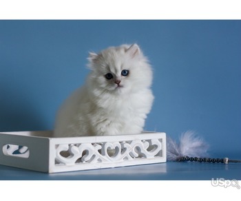 British Longhair kitten with blue eyes