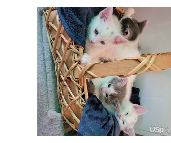 Turkish Angora mix kittens 2 months