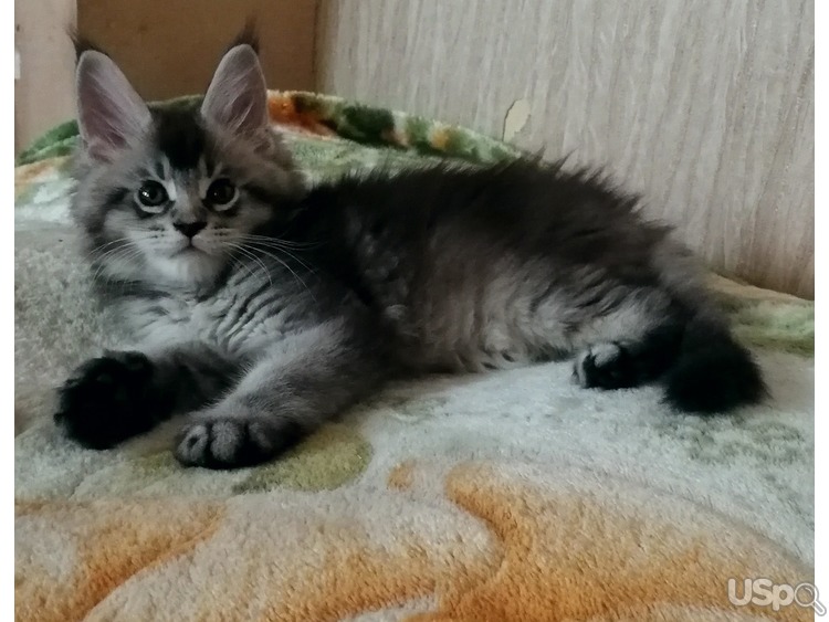 Kittens Maine Coon male