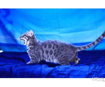 Silver blue charcoal bengal female
