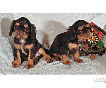 King Charles Spaniel puppies