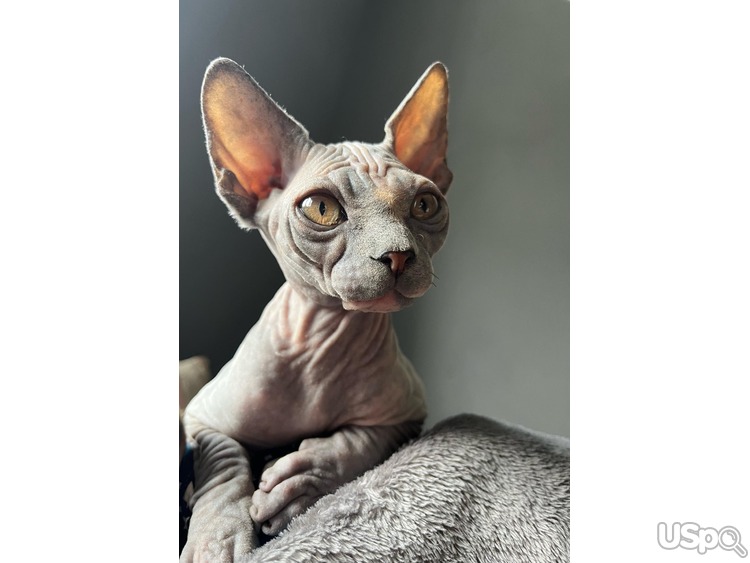 Canadian sphynx waiting for new family