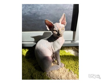 Canadian sphynx waiting for new family