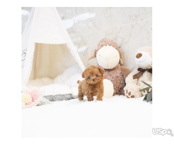 Teacup/Toy Poodle Puppies For Sale