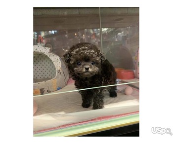 Teacup/Toy Poodle Puppies For Sale