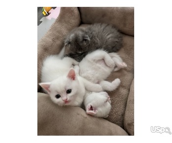 Sale kittens