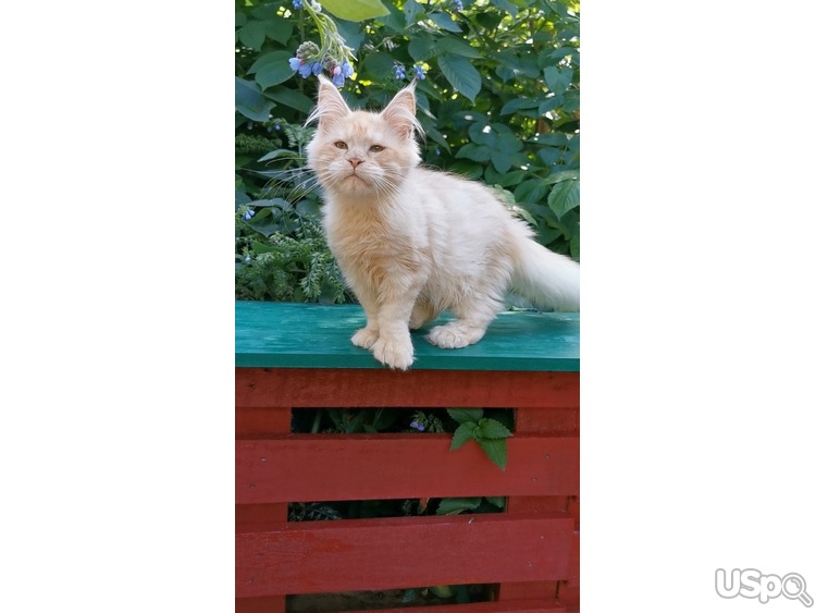 Mainecoon male,polydact 6*6*6*6