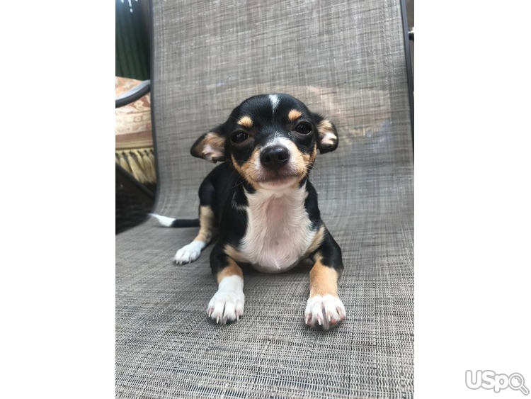 Chihuahua puppy for sale.
