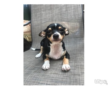 Chihuahua puppy for sale.