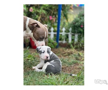 American Bully puppies for sale
