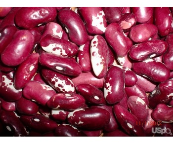 Bulk sell beans from Kyrgyzstan, "Kyrgyzсentrproduсt"