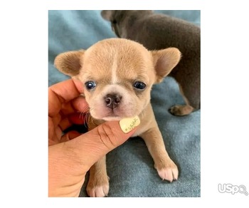 Amazing  chihuahua puppies for new home