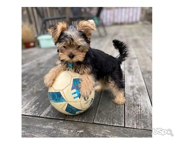 Amazing Yorkshire Terrier puppies fornew home