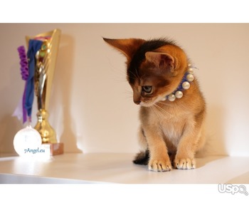 Club Abyssinian kitten.