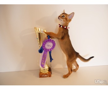 Club Abyssinian kitten.