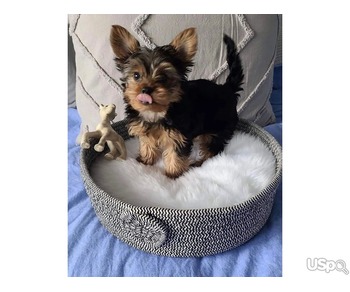 Gorgeous  Yorkie puppies