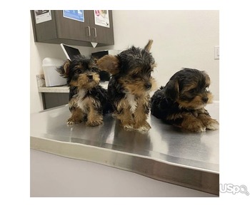 Gorgeous Yorkie puppies