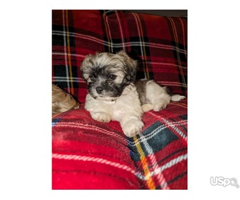 Beautiful Shiz Tzu Puppies