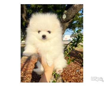 Love  Pomeranian