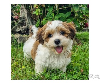 Love Shiz Tzu Puppies