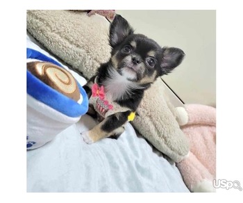 Love Chihuahua Puppies
