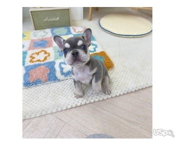 Love French Bulldog Puppies