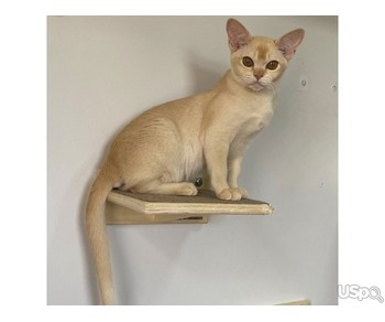 Love Burmese Kittens
